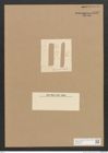 Diatomeae indet. Zeichnungen Sammlung Grunow Nr. 4492 (NHMW-BOT-W0372453)
